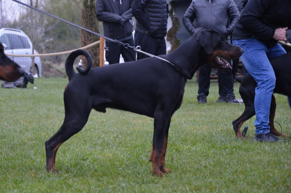 hector1