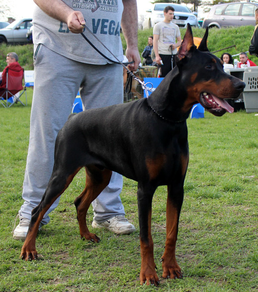 cesar